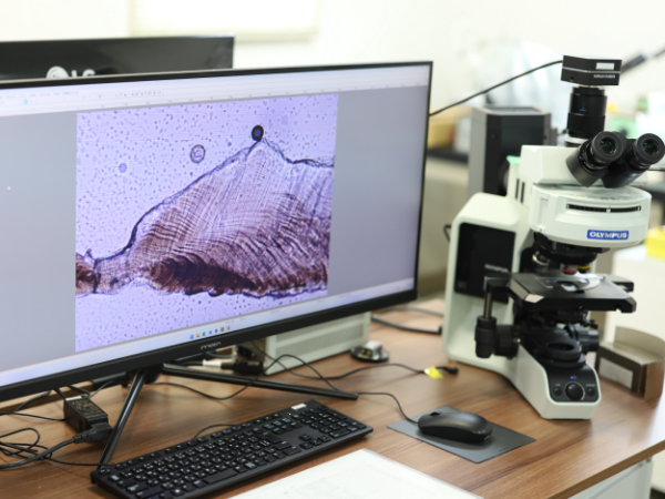 年齢・日齢査定の写真